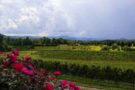 dc9e8a8c-5f7d-11e4-9bea-22000a4f82a6-BRC_Seeing_Southern_Garrison_Yadkin_Valley_9