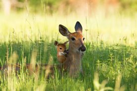 Out-of-control deer populations are threatening rare plant species in Virginia; parkway staff are implementing exclosures to protect plants. Photo by Joanna Pecha.