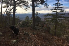 We decided this view was good enough to be Hemlock Point, whatever the identity of the evergreens.