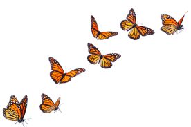 "Monarch Butterflies in various flying, basking and standing positions."