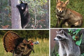 e234261e-9d3d-11e6-b260-0aea2a882f79-FoxesAndTurkeysAndBearsOhMy