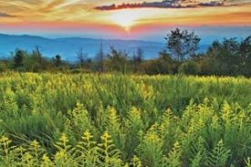 e337c744-f2da-11e1-8f7f-1231394043be-phoca_thumb_l_jerry-greer2