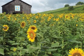 e3b95cde-96aa-11e4-99fe-22000a4f82a6-TN-Bird-Park