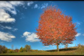 e4cef7a6-08df-11e2-aef1-1231394043be-dotleavesa