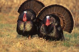 Wild turkeys, nearly gone by the early 1900s, began a comeback in the Depression.