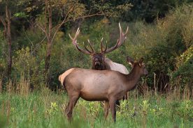 Elk viewing is to be improved in the Virginia mountains.