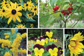 e8b9bdbe-96a5-11e4-94ec-22000a4f82a6-Yellows-Mellow