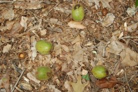Paw paws don’t last long once they fall to the ground.