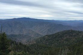 e94ef394-d1fd-11e6-a8f3-0aea2a882f79-CuriosMollysButt