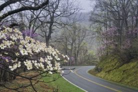 Dogwood and redbud blooms along the Skyline Drive in spring.