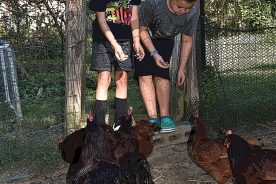 e9c99ede-3ec7-11ef-944b-12163087a831-Eli-and-Sam-feeding-our-chickens