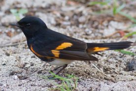 ead9beb2-1fae-11eb-9e2a-1244d5f7c7c6-American-Redstart-1-by-Michael-Todd