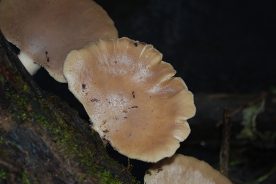 The wavy margins of oyster mushrooms help in identifying them.