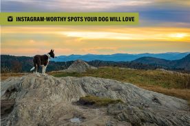 Lily, owned by Scott Ramsey, stands sentinel at Black Balsam Knob, near Milepost 420 of the North Carolina Blue Ridge Parkway, looking west at a beautiful sunset.