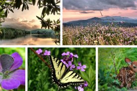 ed5871e2-0668-11e6-8dc0-22000b078648-Sallie-Woodring