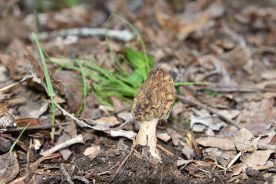 A black morel found growing in Craig County, Virginia