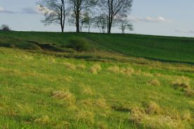 ee81053a-0341-11e2-898c-1231394043be-trees-canaan-wv