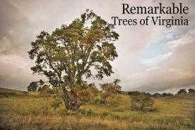 Newest Book by Nancy Ross Hugo.