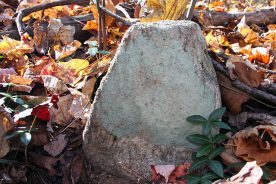 Field stone grave markers at a backcountry cemetery near Butterwood Branch.