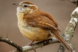 f083cd2c-2d5b-11ee-9e6f-12163087a831-Carolina-Wren-2---photo-by-Mike-Blevins