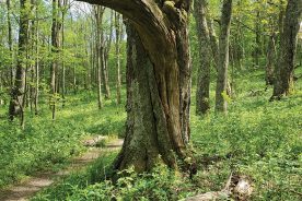 Old growth and mature forests would gain protections in a USFS plan.