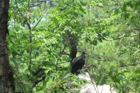 A big ol' buzzard, appropriately enough, on Buzzard Rocks, at the upper terminus of the Read Mountain Trail.