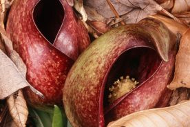 f4b0f35a-823a-11ee-923e-12163087a831-skunkcabbage