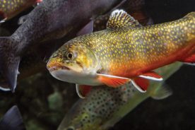 f4f0c58a-44f8-11e5-bdf3-22000b078648-Brookies