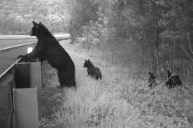 Bears and roads just don’t mix; efforts are underway in East Tennessee and western North Carolina to decrease potential collisions.