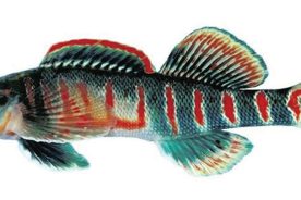 f513f906-3158-11e9-ad00-120e7ad5cf50-Candy_Darter_Etheostoma_osburni_Noel_Burkhead_USGS_FPWC