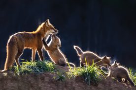 Young foxes emerge from their den under the watchful eye of their mother in Virginia’s Shenandoah Valley. From the photographer: “As I sat in my photo-blind, the den glowed as the sun was setting to create a dramatic backlight effect.”