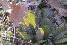 Skunk cabbage – as sure a sign of spring as the first pitch of the season.