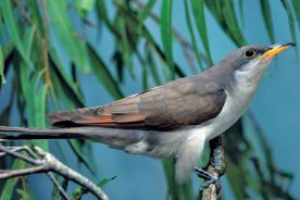 Among the species paddlers might spy on the float: yellow-billed cuckoo. Birds are abundant on North Carolina’s South Fork of the New River.