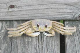 Fiddler crab poses, albeit a little unhappily) for us on the boardwalk from the beach back into Back Bay Wildlife Refuge, wherein he (that right claw is coming right along, young fella), was pretty much the only wildlife we saw.