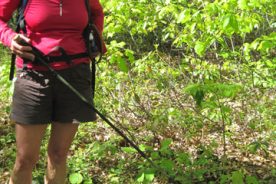 The Day Hiker uses her stick to point out blossoms of what she says is ginseng (she could be wrong too, you know), long before her face took on many other expressions altogether. Check the stoopit socks.