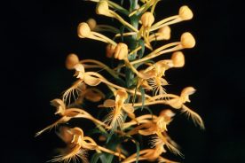 f858b574-2361-11ef-8aed-12163087a831-9-2024yellowfringedorchid--credit-Joe-Cook