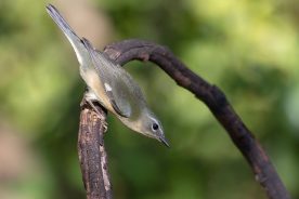 f8758a64-6c32-11ee-89ec-12163087a831-Black-throated-Blue-Warbler-female---photo-by-Michael-Todd
