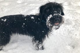 Henry, owner of Associate Editor Liz Long, enjoys the snow only for as long as it takes him to realize it makes him wet.
