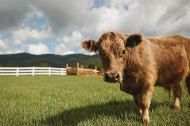 Winchester Creek Farm in Waynesville, North Carolina, offers interactive tours and alpaca yoga classes.