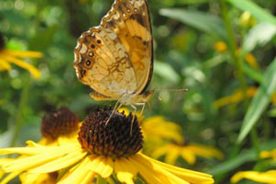 Black-eyed Susans are magnets for Silvery Checkerspot butterflies, who nectar on their flowers and lay their eggs on their foliage.