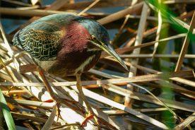 fcd79c66-bfc2-11ea-8915-1244d5f7c7c6-Green-Heron---photo-by-Mike-Blevins
