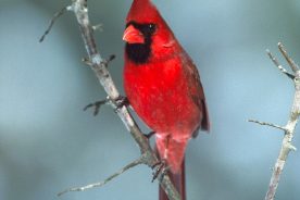 Male Northern Cardinal