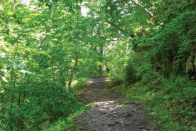 fdfe2b8e-4704-11e8-82f0-121bebc5777e-Psdeertrail