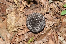 This Old Man of the Woods was found growing in the mountains of Craig County, Virginia.